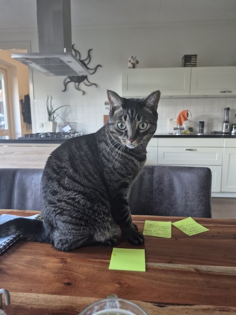 Kat Europese korthaar of huiskat