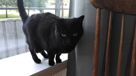 Kat Europese korthaar of huiskat