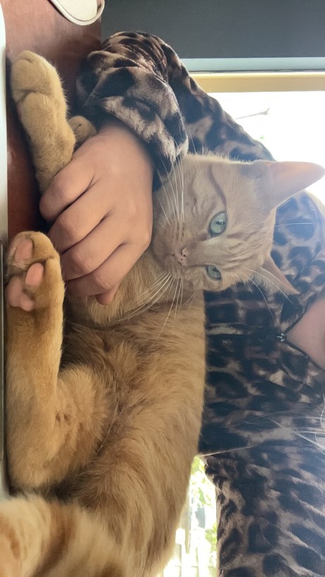 Kat Europese korthaar of huiskat