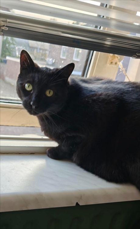 Kat Europese korthaar of huiskat