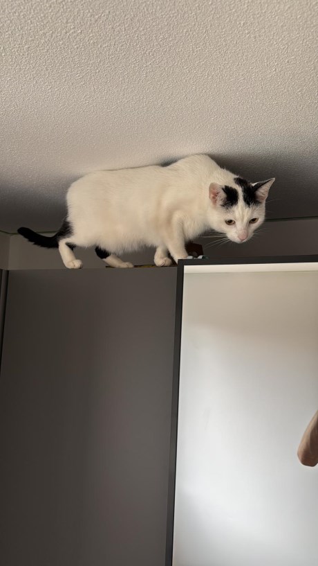 Kat Europese korthaar of huiskat