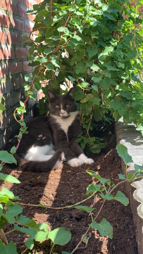 Kat Europese korthaar of huiskat