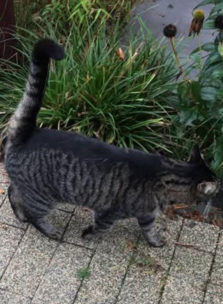 Kat Europese korthaar of huiskat