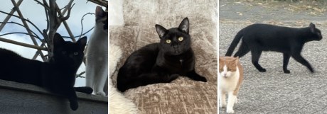 Kat Europese korthaar of huiskat