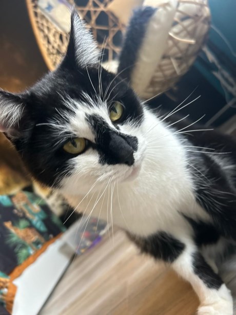 Kat Europese korthaar of huiskat