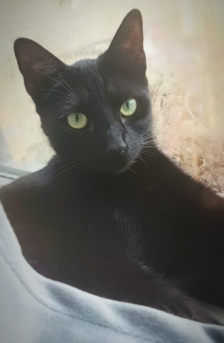 Kat Europese korthaar of huiskat