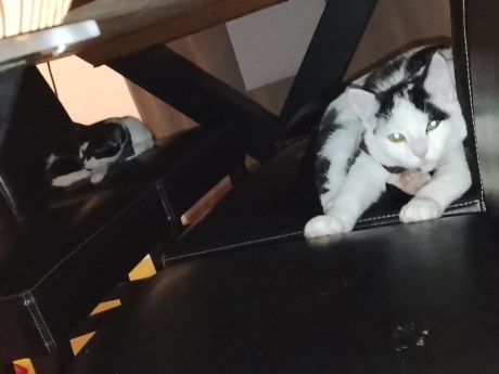 Kat Europese korthaar of huiskat