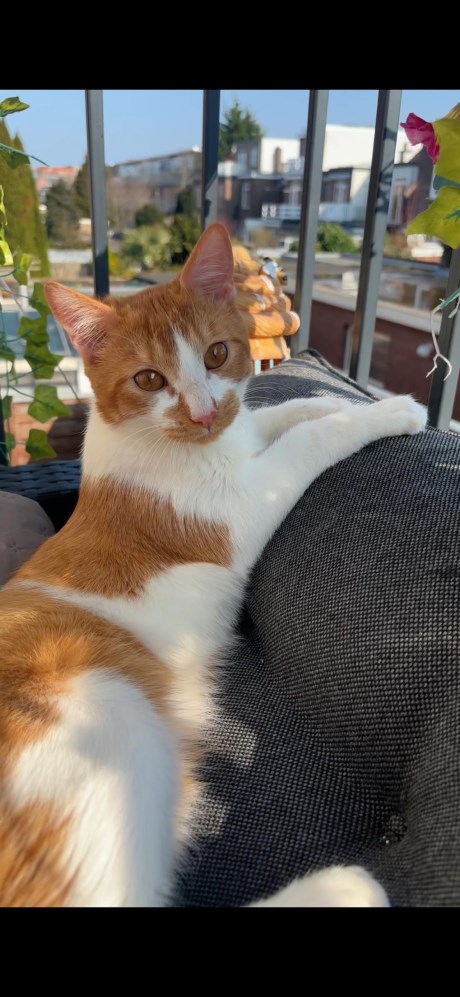 Kat Europese korthaar of huiskat