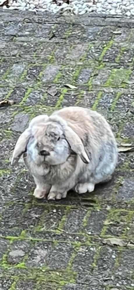 Knaagdier / Haasachtige Konijn