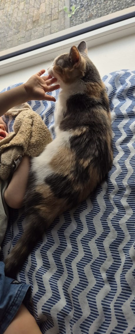 Kat Europese korthaar of huiskat