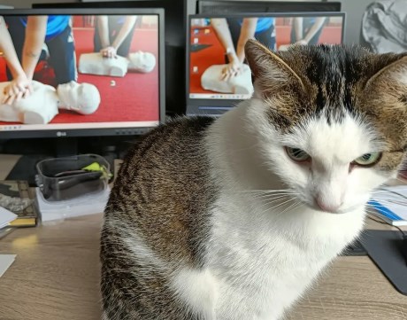 Kat Europese korthaar of huiskat