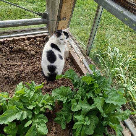 Kat Europese korthaar of huiskat