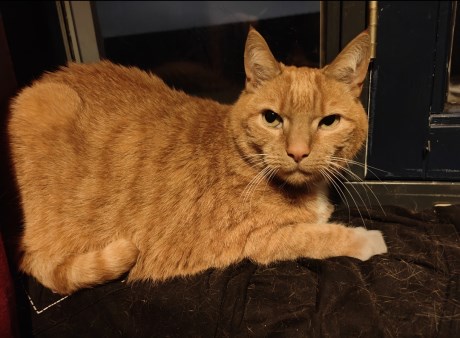 Kat Europese korthaar of huiskat