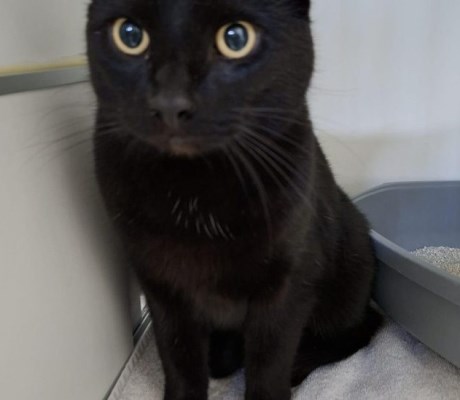 Kat Europese korthaar of huiskat