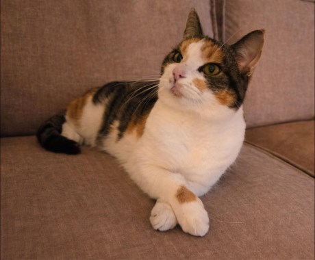 Kat Europese korthaar of huiskat