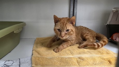 Kat Europese korthaar of huiskat