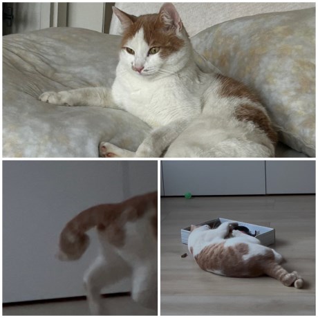 Kat Europese korthaar of huiskat