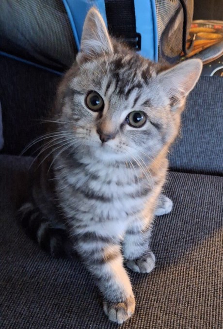 Kat Europese korthaar of huiskat