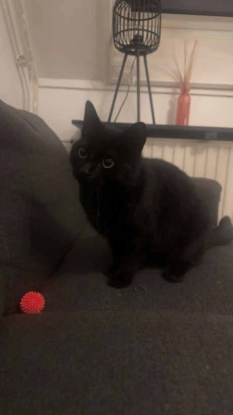 Kat Europese korthaar of huiskat