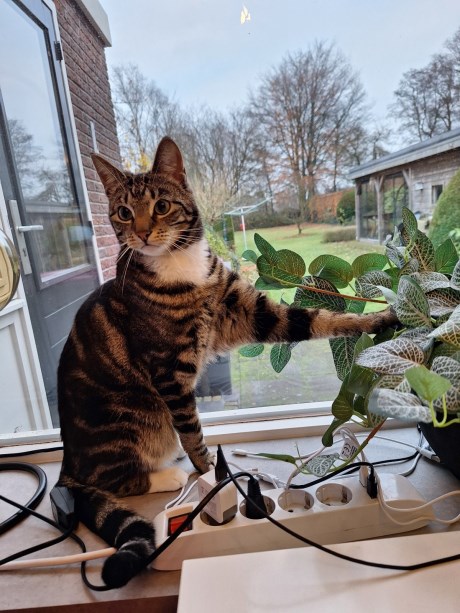 Kat Europese korthaar of huiskat