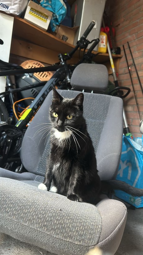 Kat Europese korthaar of huiskat