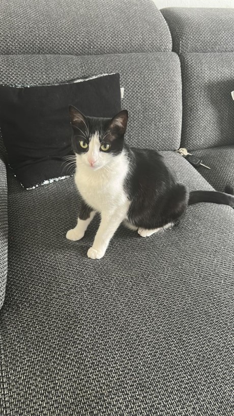 Kat Europese korthaar of huiskat