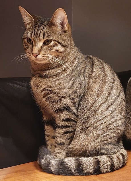 Kat Europese korthaar of huiskat