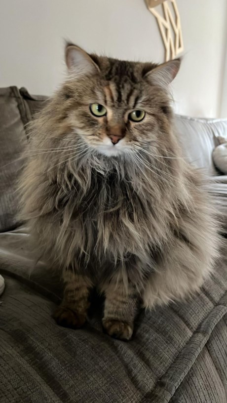 Kat Boskat/Siberisch