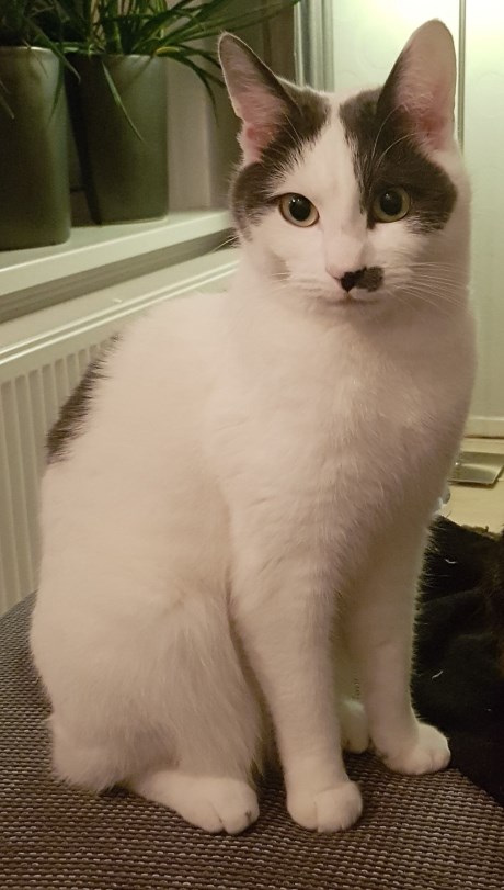 Kat Europese korthaar of huiskat