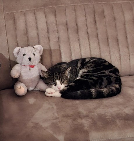 Kat Europese korthaar of huiskat