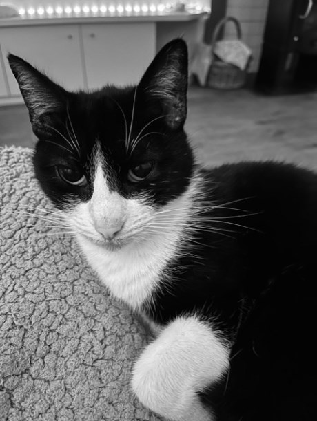 Kat Europese korthaar of huiskat