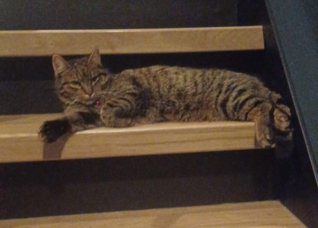 Kat Europese korthaar of huiskat