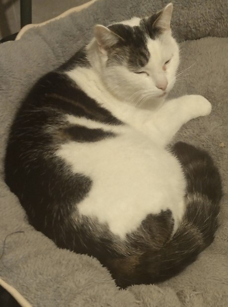 Kat Europese korthaar of huiskat