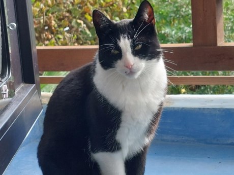 Kat Europese korthaar of huiskat