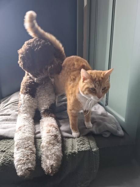 Kat Europese korthaar of huiskat