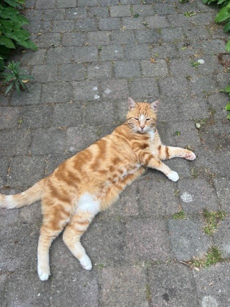 Kat Europese korthaar of huiskat