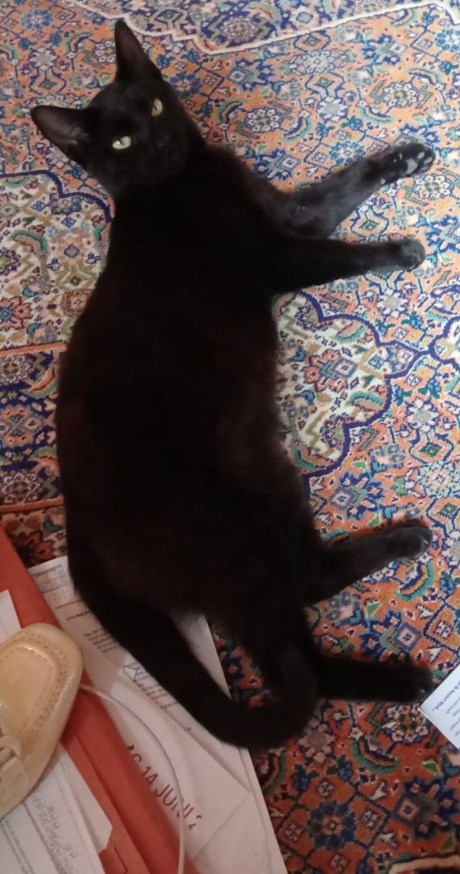 Kat Europese korthaar of huiskat