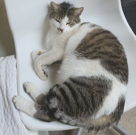 Kat Europese korthaar of huiskat