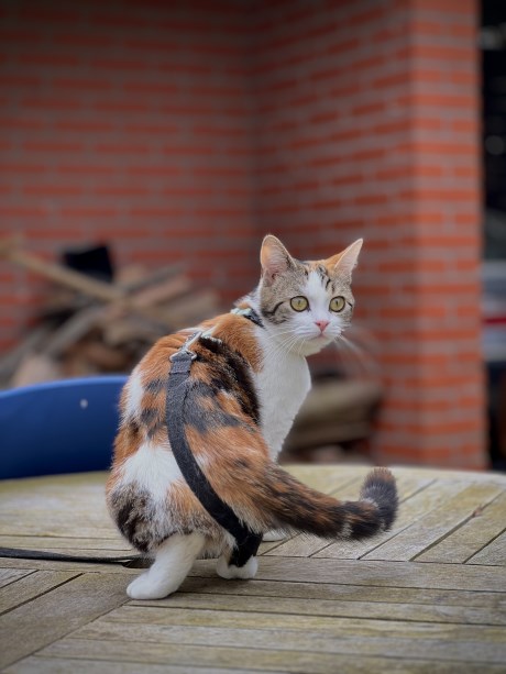 Kat Europese korthaar of huiskat