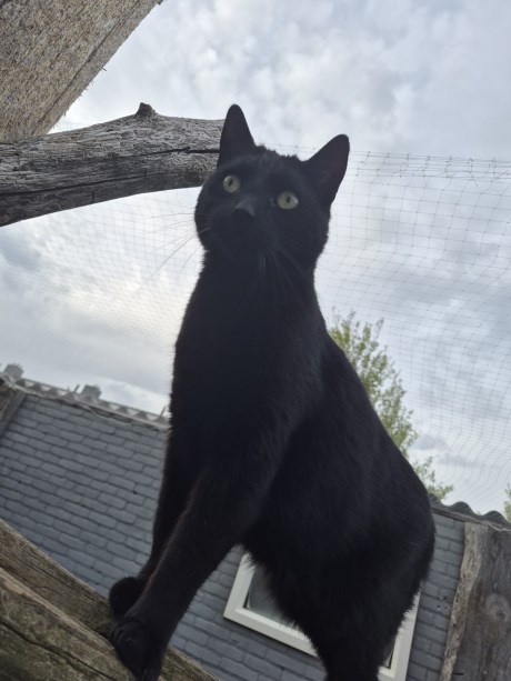 Kat Europese korthaar of huiskat