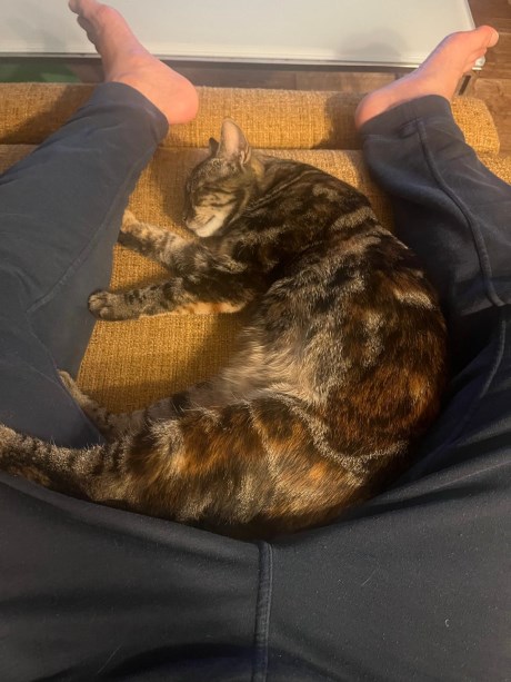 Kat Europese korthaar of huiskat