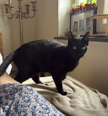 Kat Europese korthaar of huiskat