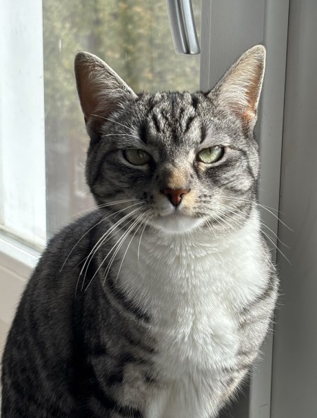 Kat Europese korthaar of huiskat