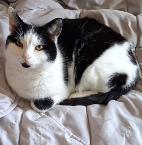 Kat Europese korthaar of huiskat