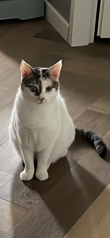 Kat Europese korthaar of huiskat