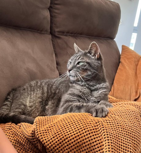 Kat Europese korthaar of huiskat