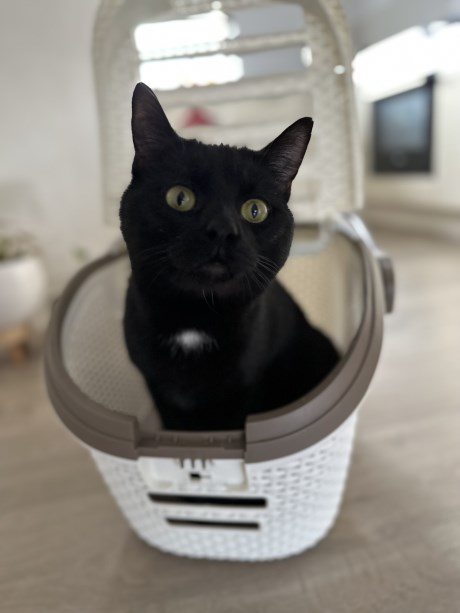 Kat Europese korthaar of huiskat