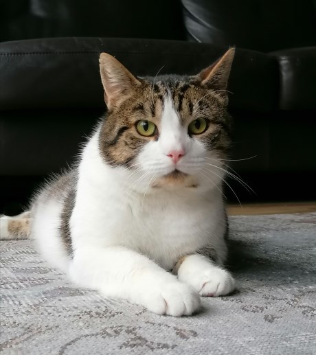 Kat Europese korthaar of huiskat