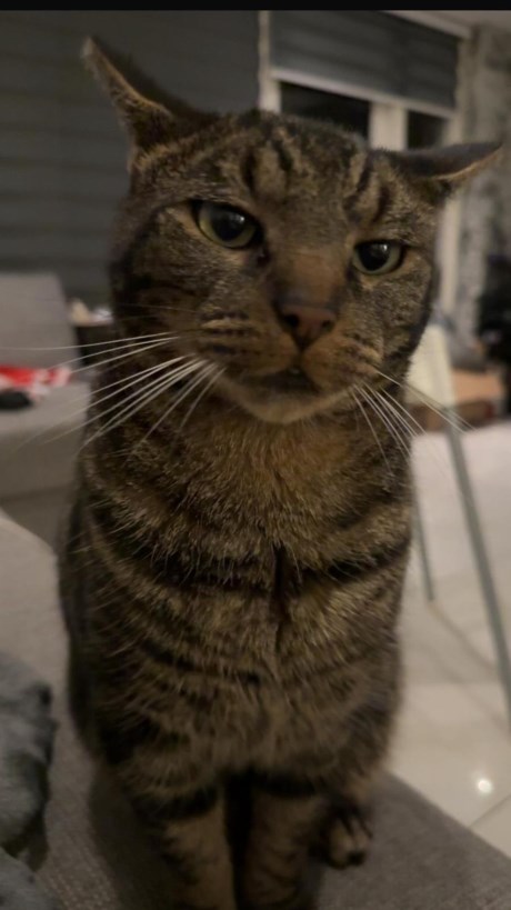 Kat Europese korthaar of huiskat