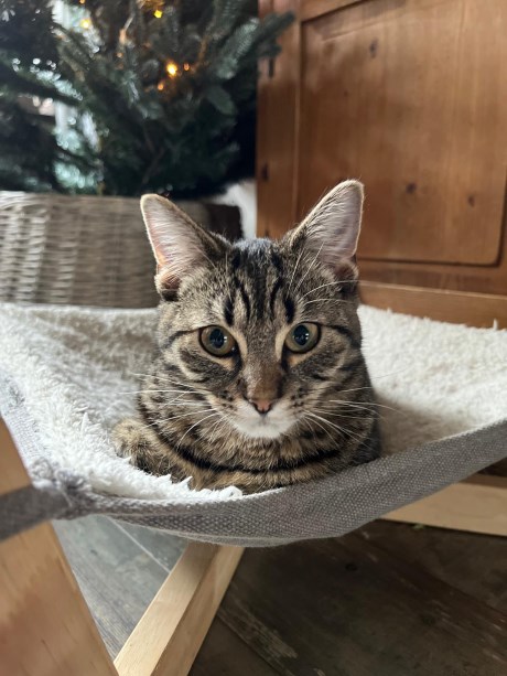 Kat Europese korthaar of huiskat